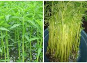 Dulu Jadi Lalapan Namun Sekarang Mulai Ditinggalkan!