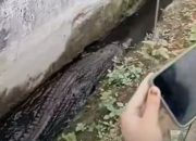 Viral! Warga Karawang Dihebohkan Kemunculan Buaya Sepanjang Dua Meter di Got