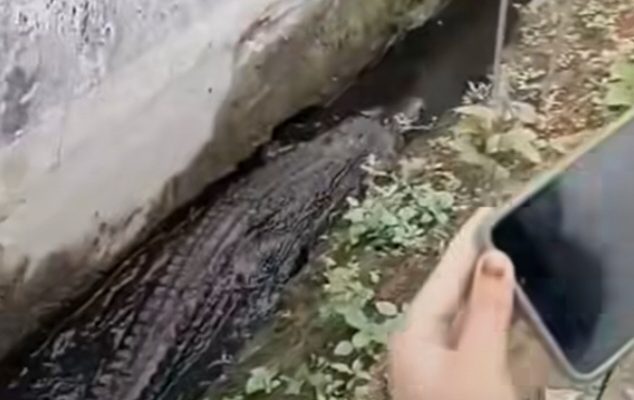 Viral! Warga Karawang Dihebohkan Kemunculan Buaya Sepanjang Dua Meter di Got