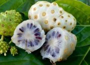 Meski Miliki Banyak Manfaat! Beberapa Hal Harus Harus Diperhatikan Sebelum Komsumsi Daun dan Buah Mengkudu