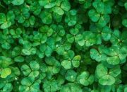 Tenyata Semanggi Miliki Manfaat Untuk Kesehatan!