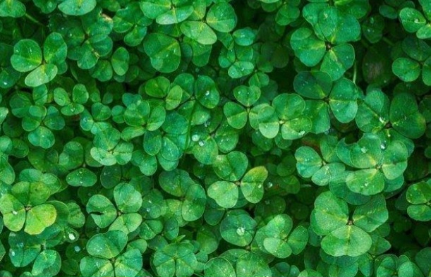 Tenyata Semanggi Miliki Manfaat Untuk Kesehatan!