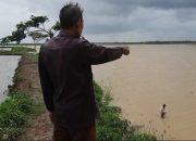 Ratusan Hektar Sawah di Pantura Subang Nampak Seperti Danau dan Terancam Gagal Tanam