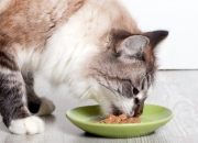 5 Makanan Utama Membuat Hewan Peliharaan Umum Alergi dan Bagaimana Menghindarinya?