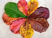 Daun Ketapang Miliki Manfaat Baik Untuk Kesehatan Maupun Lingkungan