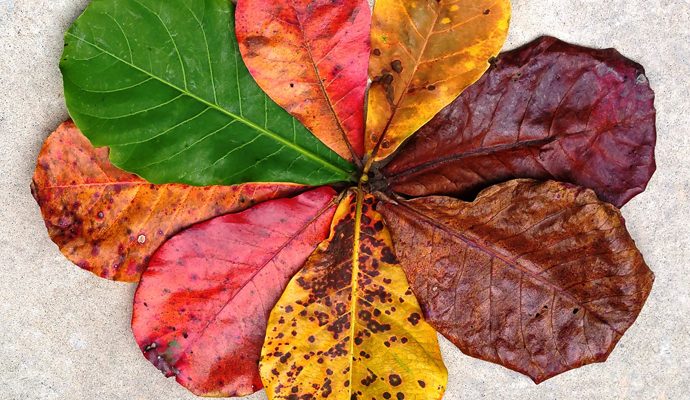 Daun Ketapang Miliki Manfaat Baik Untuk Kesehatan Maupun Lingkungan