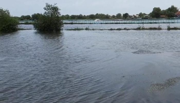 Tambak Terendam Banjir! Petani Tambak di Pantura Subang Terancam Gagal Panen dan Merugi!