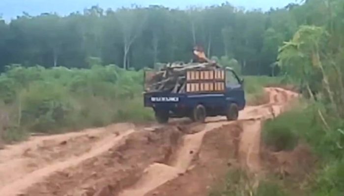 Bertahun-tahun Tidak Tersentuh Pembangunan! Warga Tiyuh Karta Selamet Berharap Jalan Rusak Parah Segera Dilakukan Onderlak!