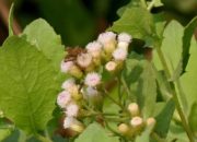 Selain Dimanfaatkan Untuk Lalap, Daun Beluntas Juga Miliki Manfaat Kesehatan Luar Biasa