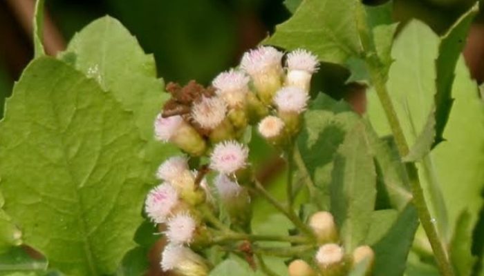 Selain Dimanfaatkan Untuk Lalap, Daun Beluntas Juga Miliki Manfaat Kesehatan Luar Biasa