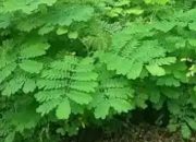 Daun Saga Miliki Berbagai Manfaat Untuk Kesehatan, Simak Penjelasannya!