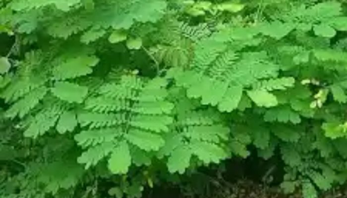 Daun Saga Miliki Berbagai Manfaat Untuk Kesehatan, Simak Penjelasannya!