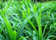 Ternyata Daun Pandan Miliki Manfaat Untuk Kesehatan