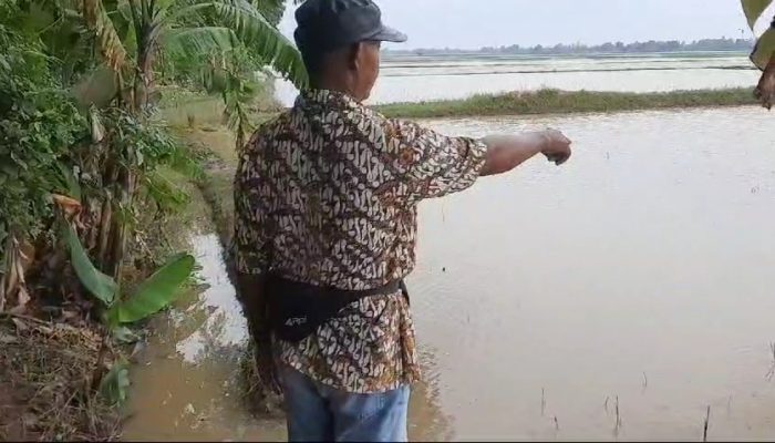 Sebanyak 590 Hektar Tanaman Padi di 7 Desa Terdampak Banjir
