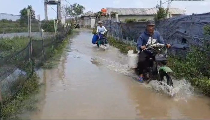 Hektaran Tambak Serta Akses Jalan ke Areal Tambak Terendam Banjir