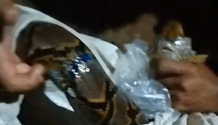 Warga Kampung Jati Rawa Tangkap Ular Sanca Sepanjang 3 Meter
