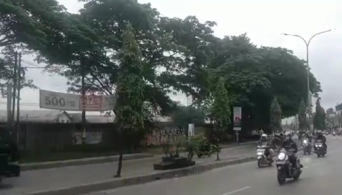 Masyarakat Minta DLH Bekasi Perhatikan Pohon Angsana di Jalan Raya Pantura Kalijaya