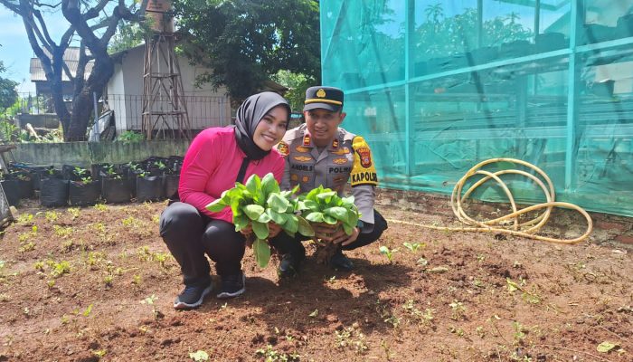 Polsek Blanakan Bersama Bhayangkari Laksanakan Panen Program P2L Dalam Rangka Dukung Ketahanan Pangan