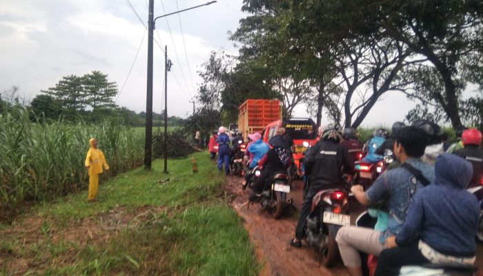 Terjadi Kemacetan Hingga 2 Km Akibat Pohon Tumbang di Jalan Sukamandi-Purwadadi