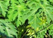 Selain Dikenal Sebagai Lalapan Ternyata Daun pepaya Miliki Manfaat Luar Biasa!