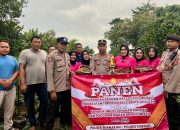 Polsek Blanakan Bersama Bhayangkari kembali Laksanakan Panen Program P2L Dalam Rangka Mendukung Ketahanan Pangan