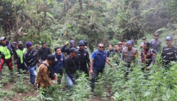 Sebanyak 59 Titik Ladang Ganja Ditemukan di Bromo