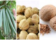 3 Tanaman Herbal Asal Indonesia dengan Harga Termahal di Pasar Dunia, Ada yang Capai Rp.11,5 Juta Perkilo