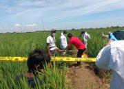 Seorang Nenek 70 Tahun Ditemukan Tak Bernyawa di Pematang Sawah