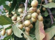 Buah Legendaris Ini Miliki Manfaat Kesehatan!