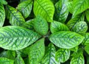 Tanaman yang Sering Dijadikan Pagar Ini Miliki Manfaat Luar Biasa!