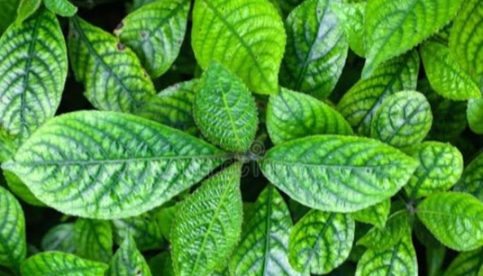 Tanaman yang Sering Dijadikan Pagar Ini Miliki Manfaat Luar Biasa!