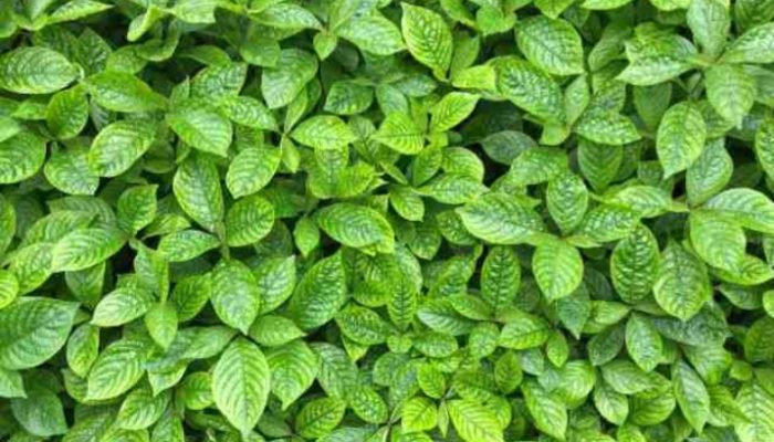 Keji Beling Untuk Pengobatan Luar dan Dalam