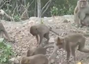 Ratusan Monyet Resahkan Warga Tiyuh Karta, Diduga Disengaja oleh Oknum Tokoh Setempat