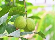 Manfaat Daun Jambu Biji untuk Kesehatan