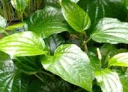 Daun ini Dapat Dijadikan Obat Sakit Gigi, Simak Manfaat dan Cara Penggunaannya!