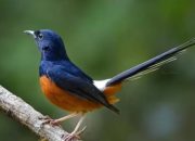 Pemilik Burung Kicau Bisa Raih Hadiah Jutaan Rupiah, Simak Beberapa Jenis Burung Favorit Kontes!!