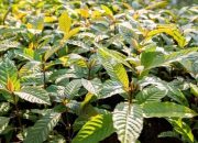 Warga AS Rela Keluarkan Kocek Banyak Untuk Daun Surga Asal Asia Tenggara Ini!