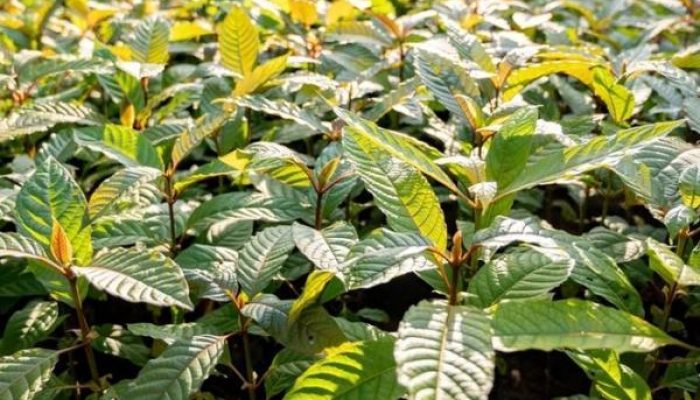 Warga AS Rela Keluarkan Kocek Banyak Untuk Daun Surga Asal Asia Tenggara Ini!