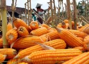 Panen Jagung Melimpah, Bupati Sumbawa Cari Solusi
