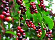 Buah Huni: Si Kecil yang Kaya Manfaat