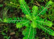 Meniran: Tanaman Herbal dengan Segudang Manfaat Kesehatan