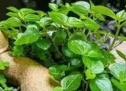 Sirih Cina: Tanaman Herbal yang Bisa Dikonsumsi Mentah