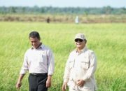 Setelah Beras, Mentan Akan Kurangi Impor Singkong dan Komoditas Pangan Strategis