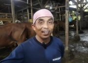 Harga Sapi Kurban di Pantura Subang Naik 10%, Minat Pembelian Sapi Makin Meningkat