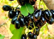 Duwet atau Jamblang: Buah Tropis yang Kaya Manfaat dan Mulai Jarang Ditemui