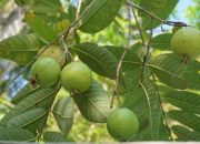 Ternyata Daun Jambu Batu Miliki Manfaat untuk Kesehatan