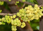 Ternyata, Buah Ini Dapat Mengurangi Risiko Penyakit Jantung!