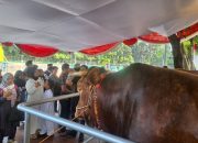 Dedi Mulyadi Antar Sapi Kurban Presiden Prabowo ke Warga Terdampak Longsor di Cirebon