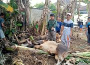 Masjid Nurul Ihsan Sembelih 7 Sapi dan 16 Kambing