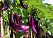 Mengungkap Mitos Terong, Kesuburan, dan Keperkasaan Pria: Fakta Medis di Baliknya